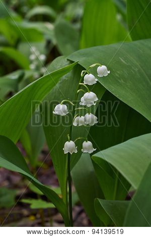 Convallaria Majalis