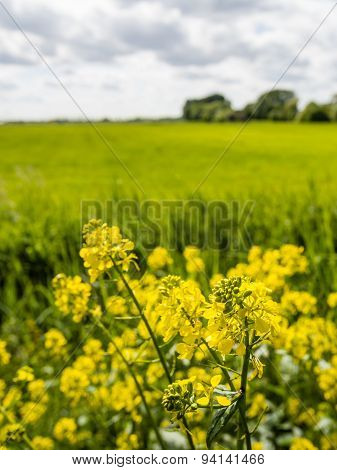 Yellow Blooming Colza From Close