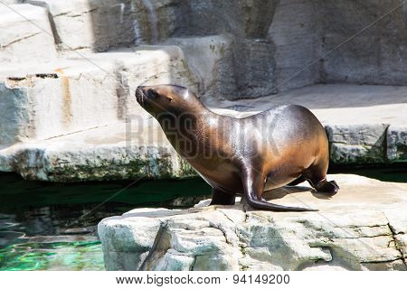 young  seal on the stone
