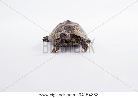 Greek Land Tortoise, Testudo Hermanni, isolated
