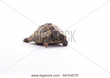 Greek Land Tortoise, Testudo Hermanni, White Studio Background