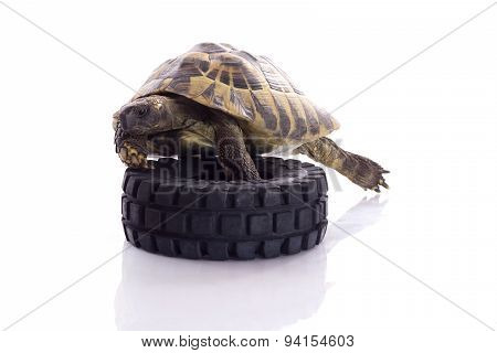 Greek Land Tortoise, Testudo Hermanni Isolated On White Studio Background