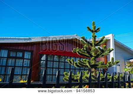 Monkey Puzzle Tree in front of a House