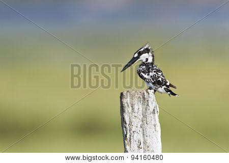 Pied Kingfisher In Pottuvil, Sri Lanka