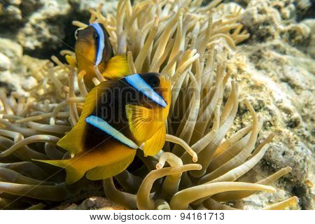 Anemone fish (Amphiprion bicinctus) ) in the background with anemone.Coral reef
