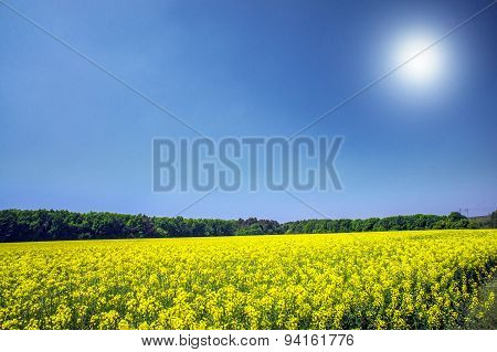 Vibrant Rapefield And Blue Sky.