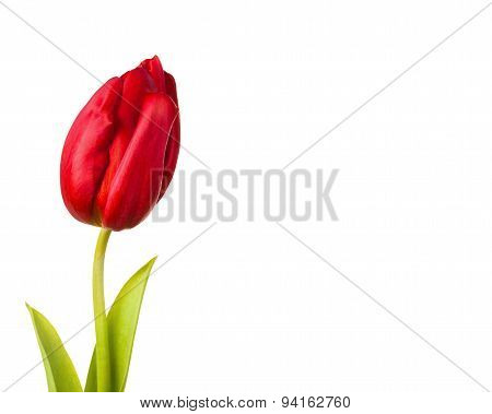 Tulip Flower Close-up