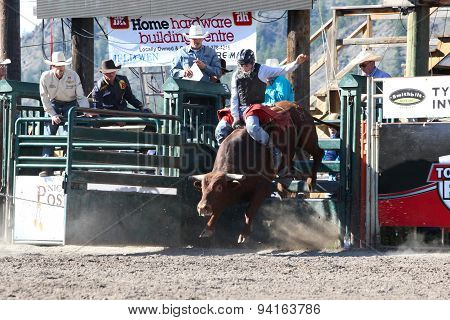 MERRITT B.C. CANADA - May 30 2015: Bull rider riding in the first round of The 3nd Annual Ty Pozzobon Invitational PBR Event.