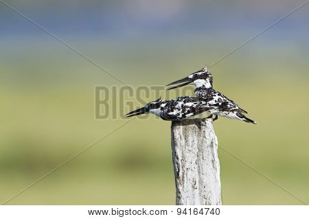 Tow Pied Kingfisher In Pottuvil, Sri Lanka