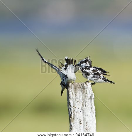 Tow Pied Kingfisher In Pottuvil, Sri Lanka
