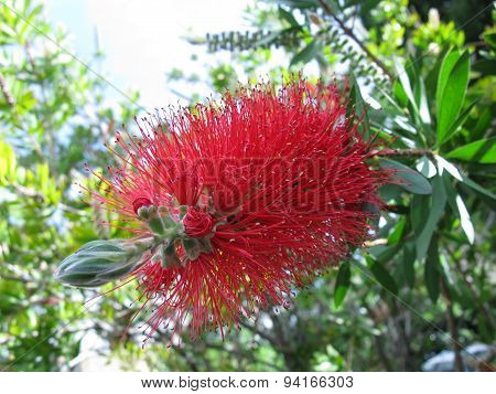 The flower of a bottle brush tree