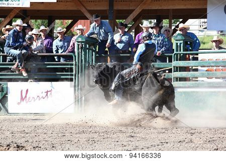 MERRITT B.C. CANADA - May 30 2015: Bull rider riding in the first round of The 3rd Annual Ty Pozzobon Invitational PBR Event.