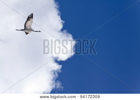 Blue sky, a bird and background with clouds.