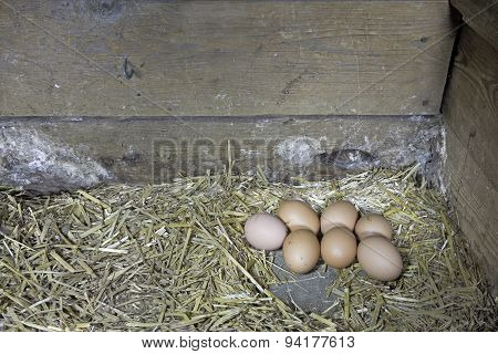Brown chicken eggs