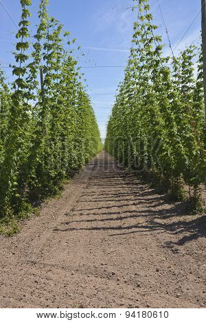 Agriculture And Farming Of Hops In Oregon.
