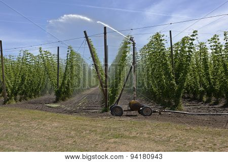 Agriculture And Farming Of Hops In Oregon.