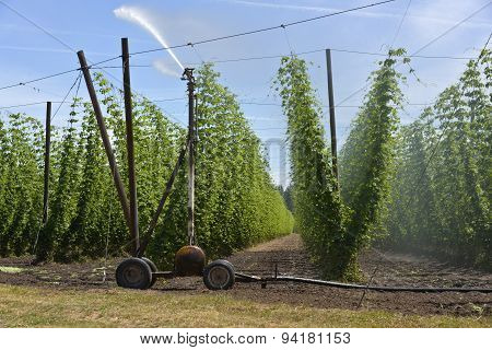Agriculture And Farming Of Grain Hops In Oregon.