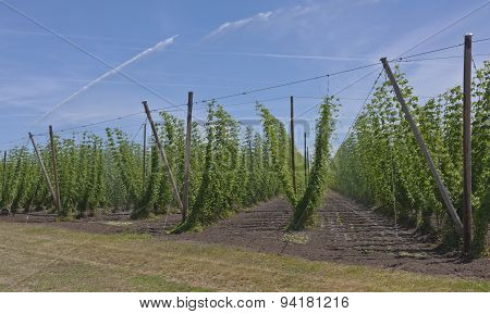 Agriculture And Farming Of Hops In Oregon.