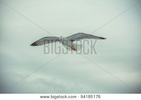 Sea Gull