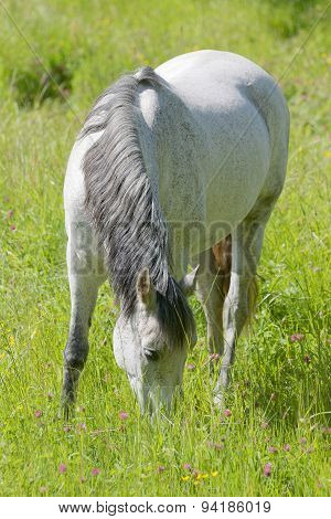 White Horse In The Meadow