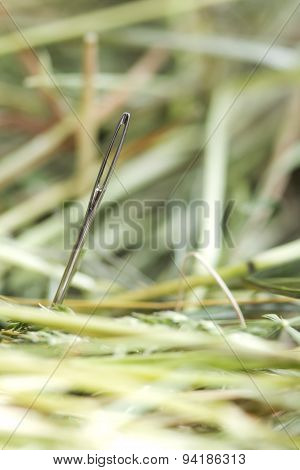 Needle in hays
