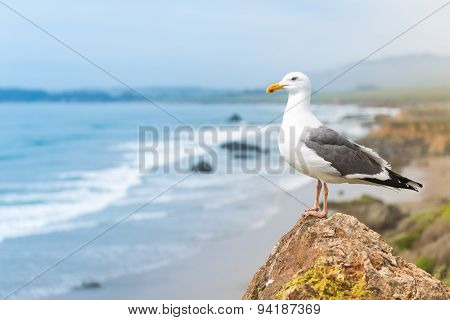 Coastal Seagull