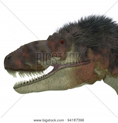 Daspletosaurus Dinosaur Head