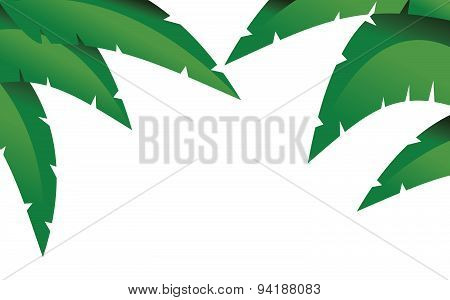 Palm branches
