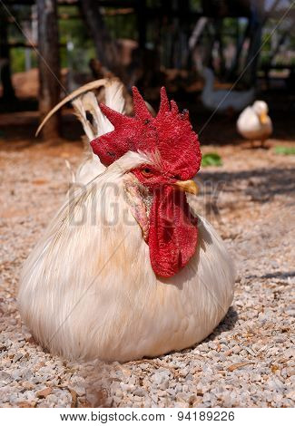 Cock lying