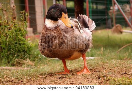 Duck