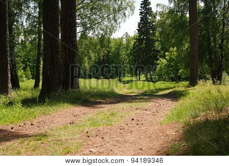 Road in the woods
