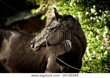 Black Horse With Garden Flowers Behind