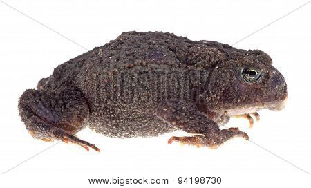 American Toad, Anaxyrus Americanus, Isolated
