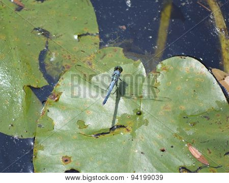 Dragon Fly On Lily Pad
