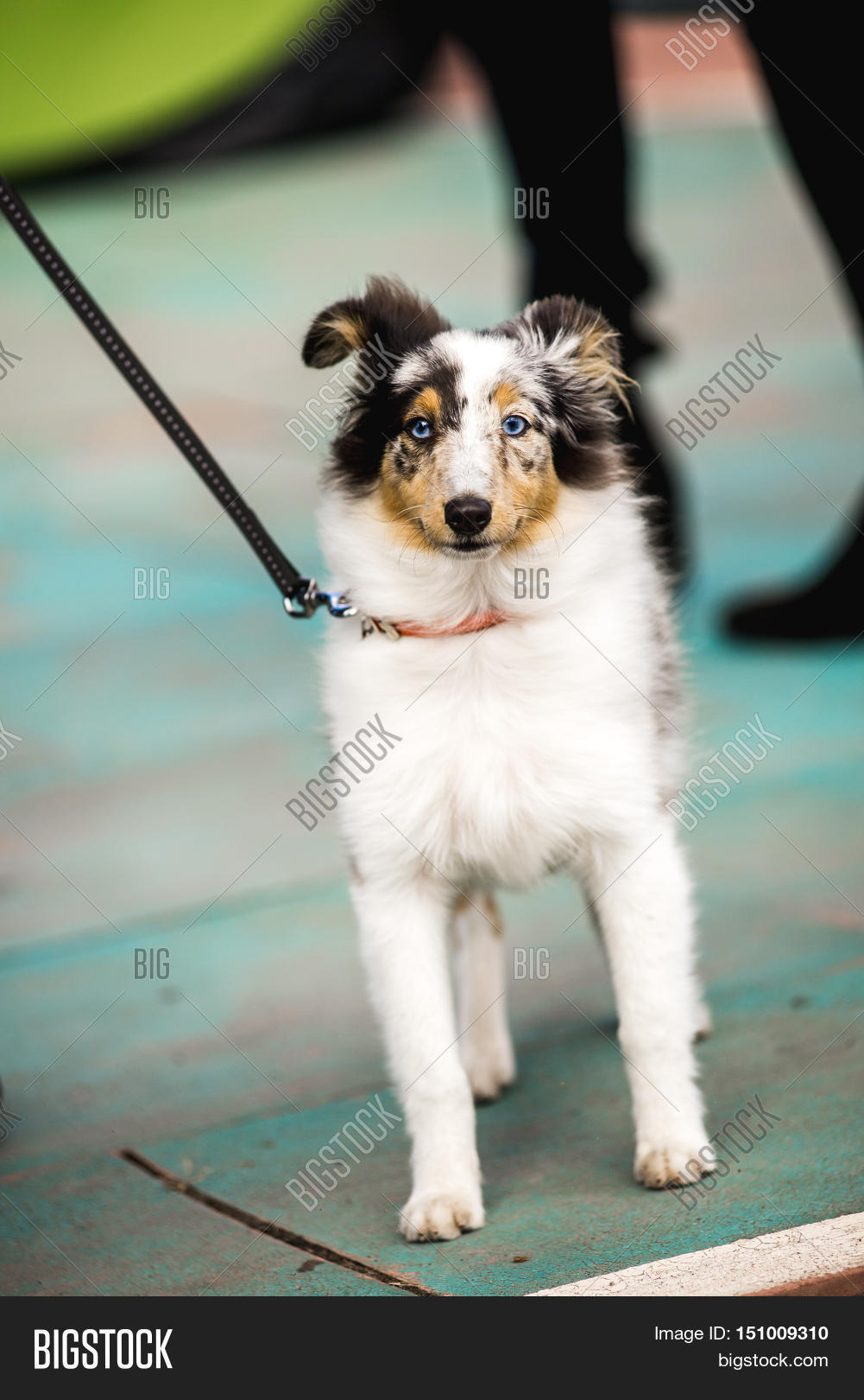 Blue Merle Shetland Image Photo Free Trial Stock Blue Merle Shetland Image Photo Free