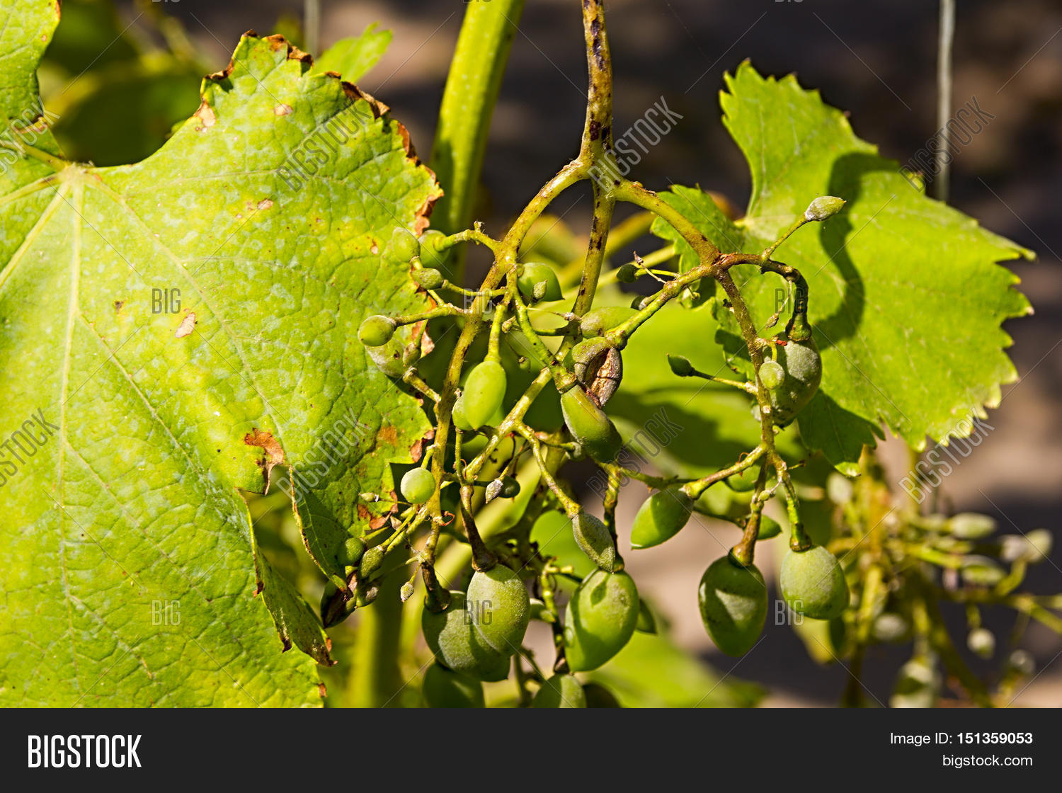 Wine Grapes Infected Image & Photo (Free Trial) Bigstock