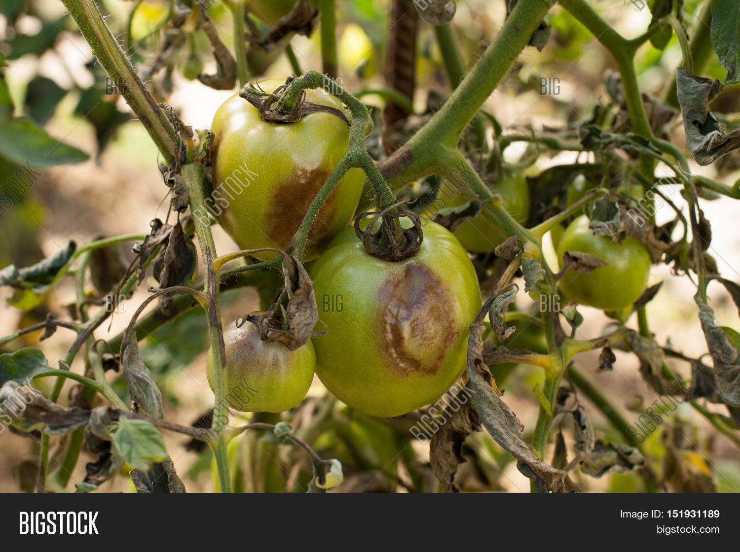 Disease of tomatoes. How to deal with phytophthora on tomatoes Disease of tomatoes. How to deal with phytophthora on tomatoes