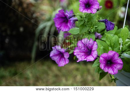 The blossoming ruellia brittoniana flowers closeup in garden