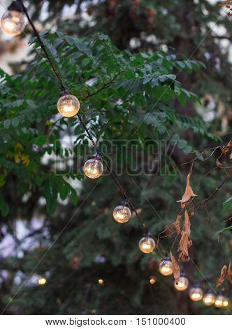 Decorative Electric Festoon Of Lighting Bulbs Hangs On Tree Branches