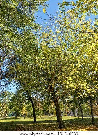 Beautiful autumn colorful trees in the park