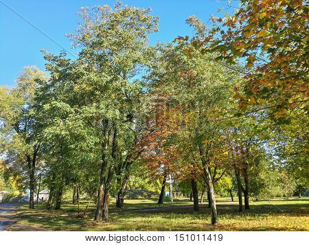Beautiful autumn colorful trees in the park