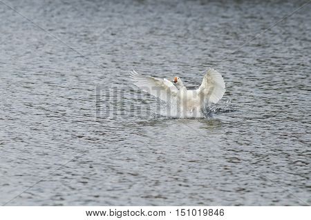white goose takes off and gets to spread its wings over the blue water