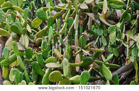 Guadeloupe Deshaies France - may 7 2010 :cactus in the picturesque botanical garden