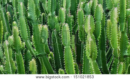 Guadeloupe Deshaies France - may 7 2010 :cactus in the picturesque botanical garden