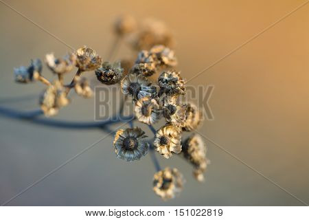 Dry flowers in the sun rays in the morning