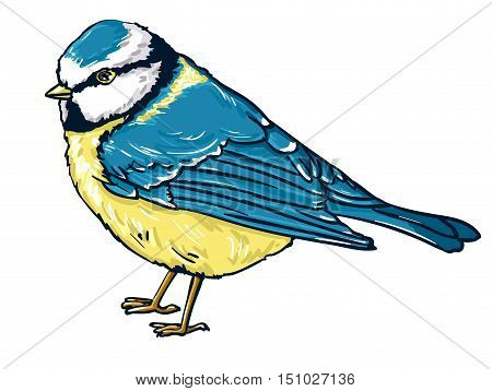 illustration bird titmouse winter, bird vector illustration