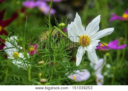The blossoming galsang flower closeup in garden