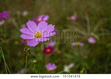 The blossoming colorful galsang flowers closeup in garden