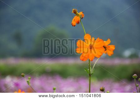 The blossoming colorful galsang flowers closeup in garden