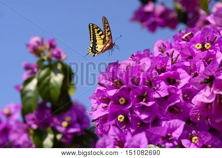 Beautiful magenta bougainvillea flowers closeup. Vivid colors and blue, green soft blurry background